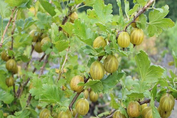 arbusto de fruta