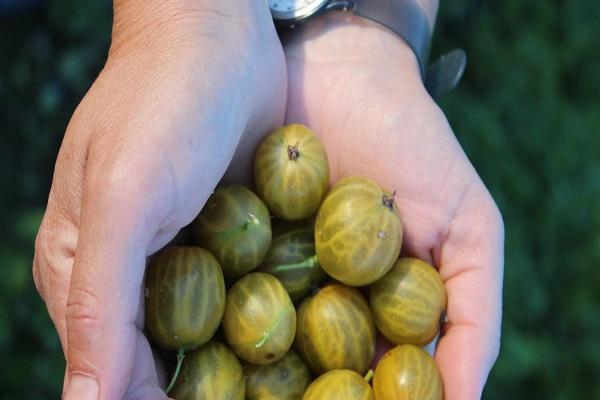 fruits in hands