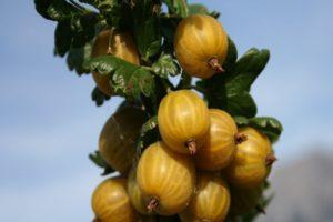 Description et caractéristiques de la variété groseille anglaise jaune, plantation et entretien