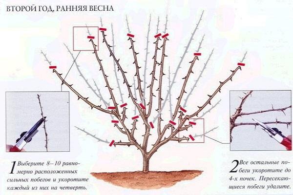 instrucciones de recorte