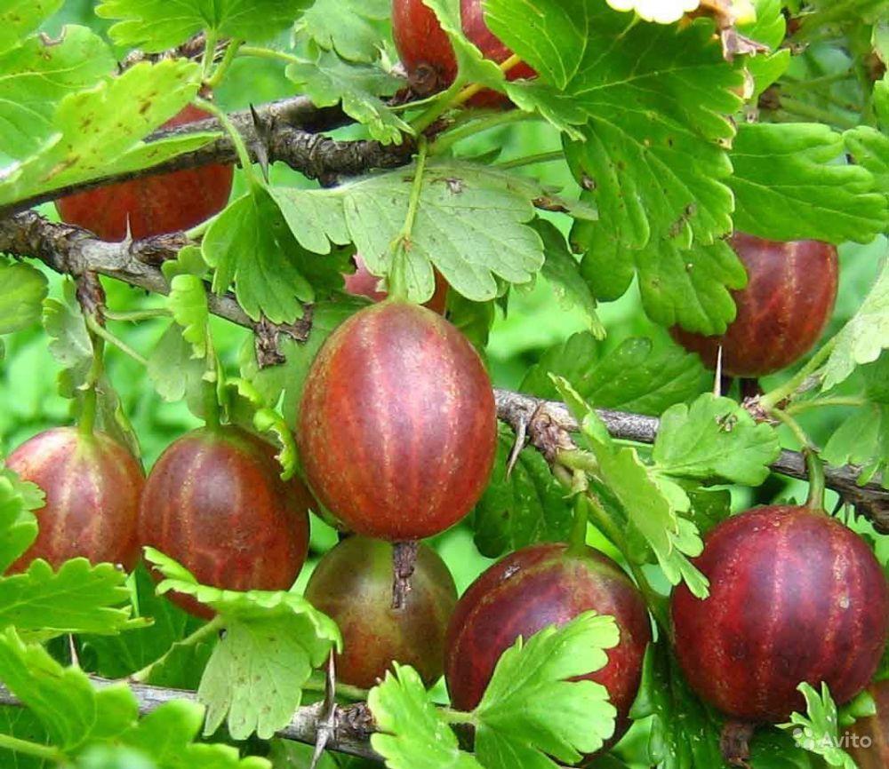 gooseberry Belarusian