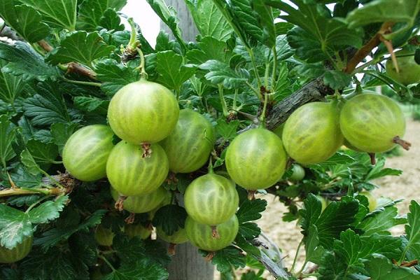 shrub with fruits