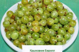 Características y descripción de las grosellas Beryl, plantación y cuidado.