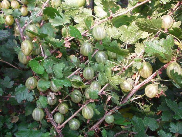 White gooseberry