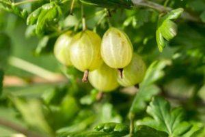 Penerangan mengenai varietas varieti gooseberry Finland, penanaman dan pembiakan