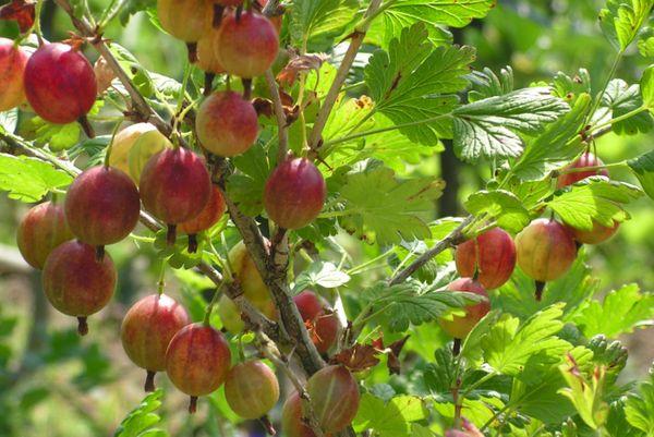 Growing berries