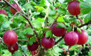 Descripción y características de la variedad de grosella espinosa Kolobok, plantación y cuidado.