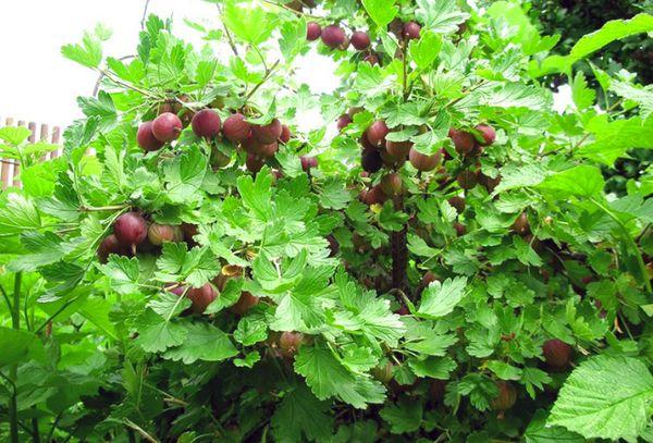 Gooseberry bush