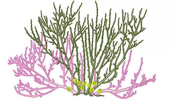 Trimming scheme