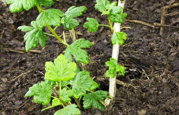 Young gooseberry