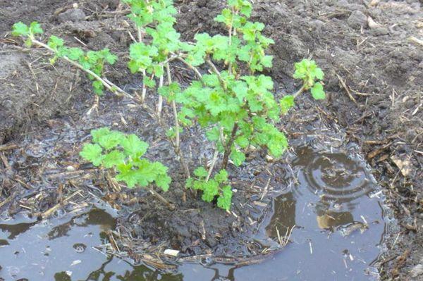 Seedling in the garden