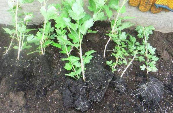 Berry seedlings