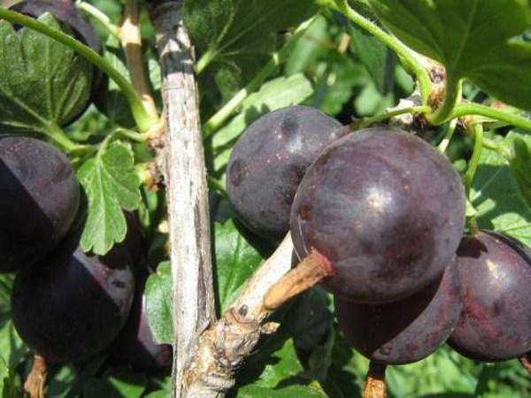 gooseberry masak