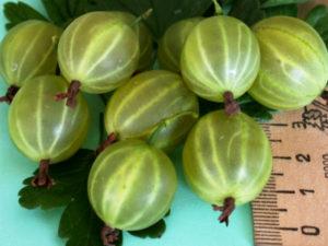 Descripción y características de la variedad de grosella malaquita, plantación y cuidado.