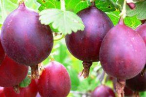 TOP 20 best gooseberry varieties for Siberia and the Urals with a description