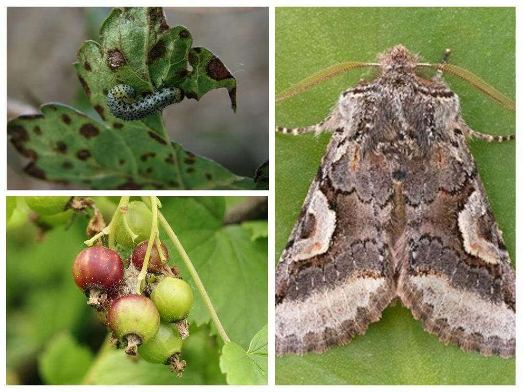 Papillon sur groseille