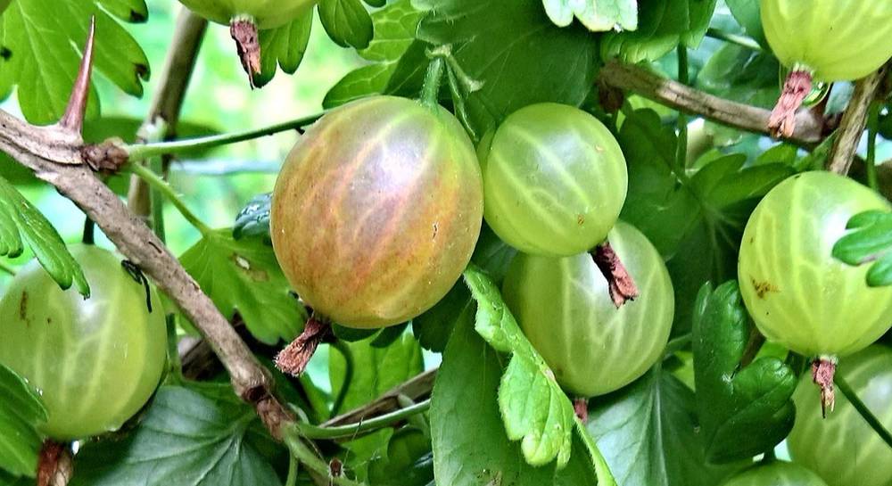 pembiakan gooseberry