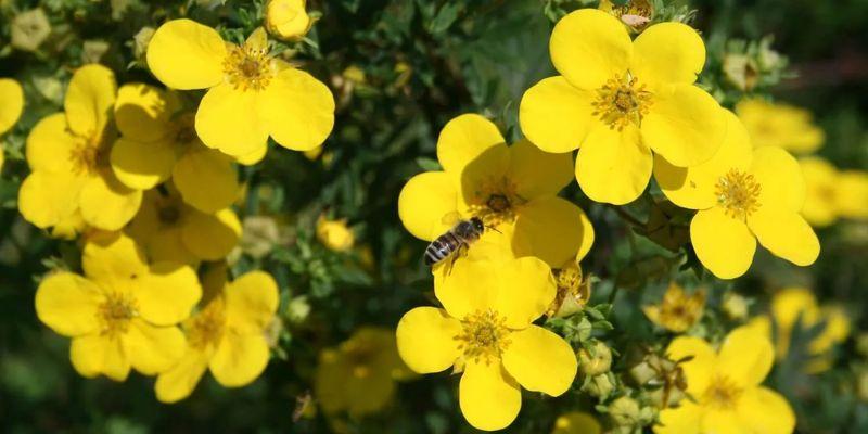 arbusto cinquefoil