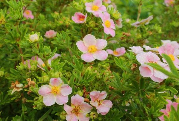 hermosas flores