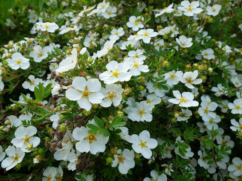 arbusto cinquefoil