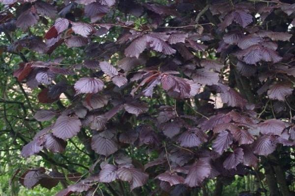 noisetier à feuilles rouges