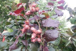 Descripción y características del avellano de hoja roja, plantación y cuidado, reproducción.