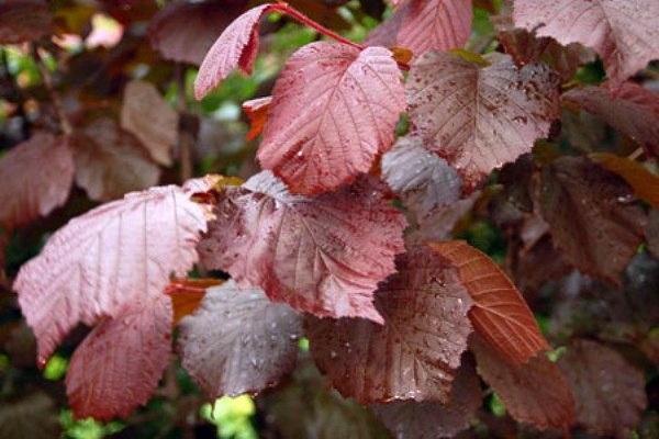 feuilles colorées