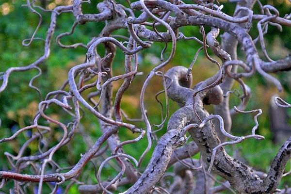 buisson d'automne