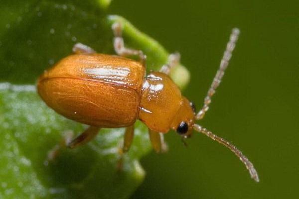 Nut leaf beetle