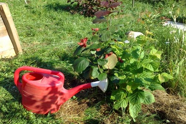 alimentación de plantas