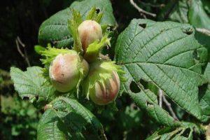 Planting and caring for common hazel in the Moscow region, the best varieties and cultivation