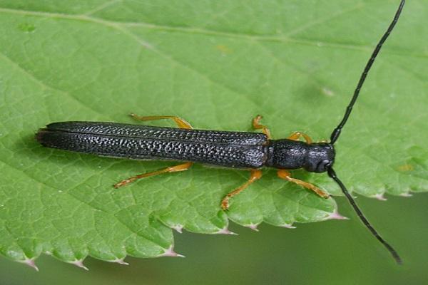 barbeau aux noisettes