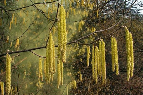 flowering nut