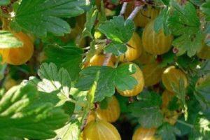 Descriptions and characteristics of the best gooseberry varieties for the Moscow region