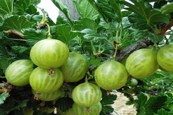 Bayas rojas eslavas