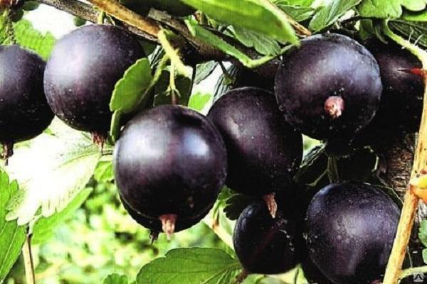 black gooseberry