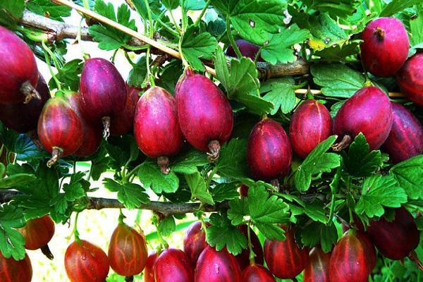 pear-shaped fruit