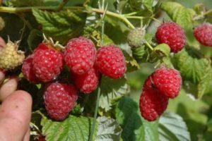 Les meilleures variétés de grosses framboises sucrées et remontantes pour la Sibérie avec une description