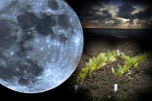 Calendario lunar para el jardinero y jardinero para marzo de 2020, los mejores y peores días para sembrar.