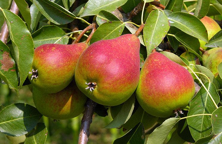 ripe pears