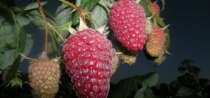 raspberry atlant