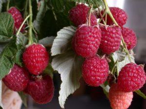 Description of the raspberry variety Hercules, planting, growing and care