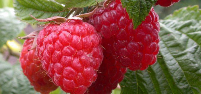 framboise hercules