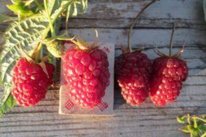 Description des variétés de framboises Red Guard, avantages et inconvénients, entretien