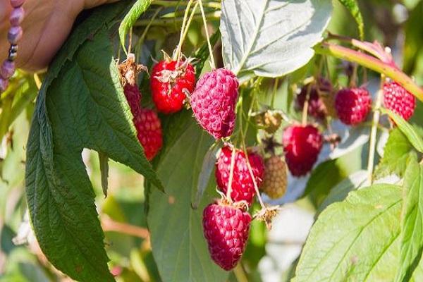 baie de fruit