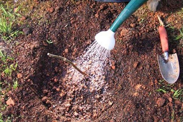 irrigation goutte à goutte