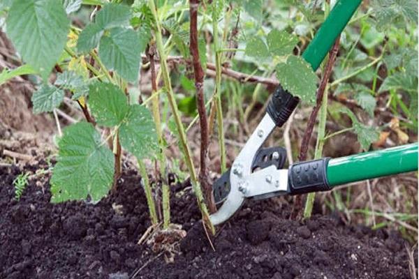 pruning a bush