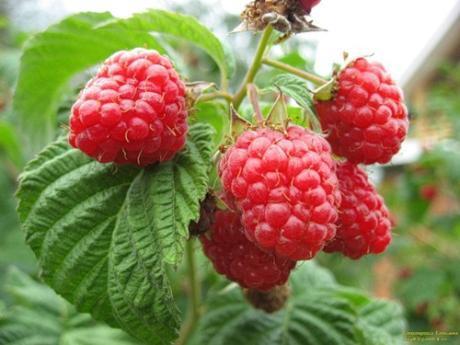 raspberry atlant