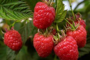 Description and characteristics of the raspberry variety Zhuravlik, cultivation and reproduction