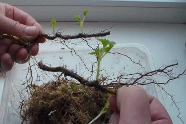 small cuttings